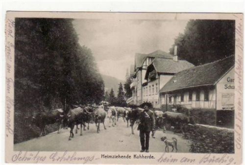 Friedrichroda Friedrichroda. Teilansicht Heimziehenden Kuhherde gelaufen 1918. Top Erhaltung.