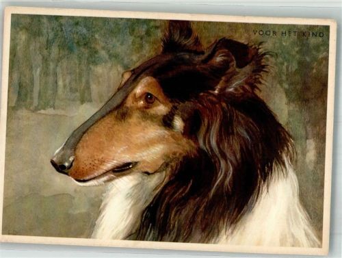 Portrait eines Schottischen Schäferhundes
