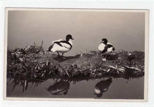 Stralsund Stralsund mit Tiergarten ungelaufen Leicht stockfleckig, sonst gut erhalten.