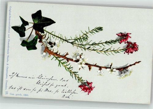 1900 Efeu mit Heidekräutern Nr. 23 Adelskorrespondenz