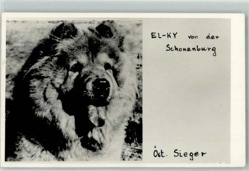EK-KY von der Schonenburg Österr. Sieger