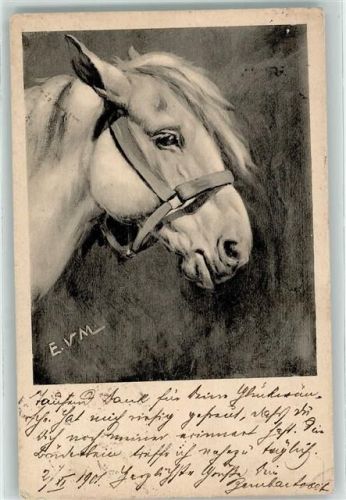 1901 Pferdekopf Künstlerkarte sign. E. V.M.