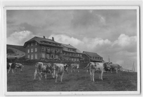 Belchen im Schwarzwald. Gasthof Belchenhaus mit Kühen davor ungelaufen Gute Erhaltung.