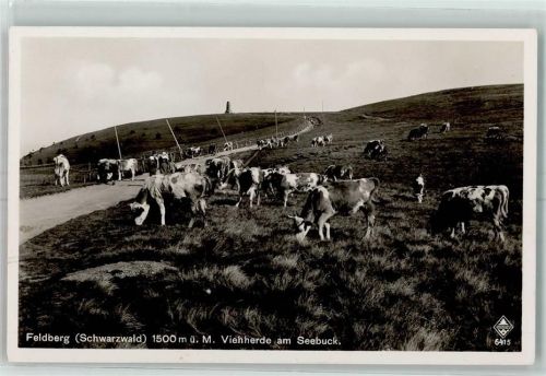 Feldberg Vieherde am Seebuck