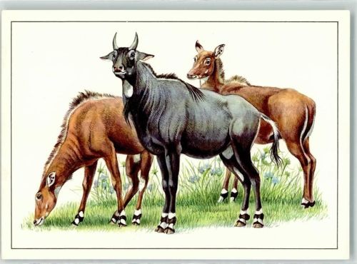1984 Nilgau-Antilope sign. Reiner Zieger AK