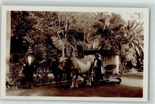 Madeira 1938 Rinder Ochsen Bullock car AK