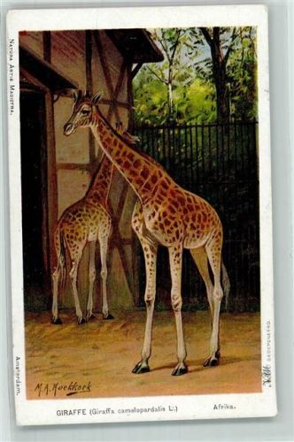1918 Giraffe im Zoo sign. M.a. Koekkoek AK