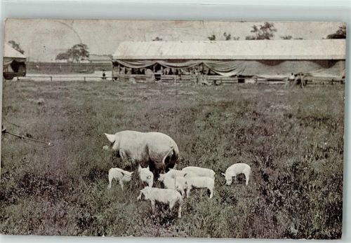 1909 Landwirtschaft Sau mit ihren Ferkeln Abschneiden