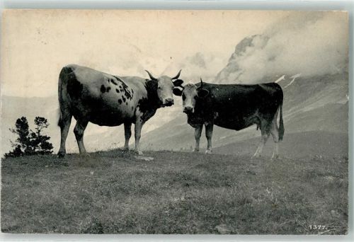 Auf der Alm Schweiz