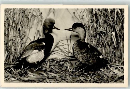 1956 Kolbenenten Naturkundemuseum Waren AK