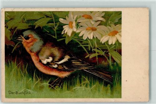 Buchfink NW Nr.548