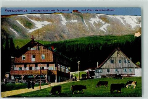 Schlingelbaude - Riesengebirge Teichrand Prinz Heinrich Baude Kühe