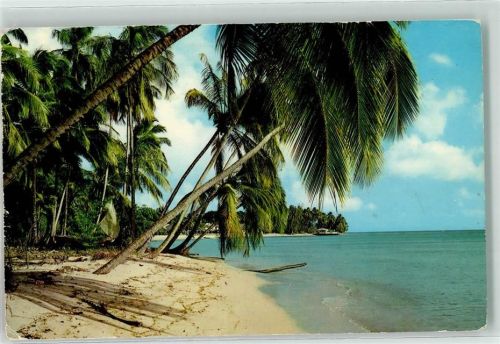 Barbados Coconut Palms West Coast Beach Strand Meer Palmen