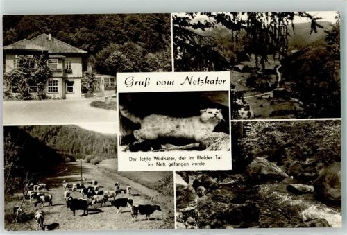 Ilfeld Ilfelder Tal Gasthaus Netzkater Rinderweide Wildkater Bergbach