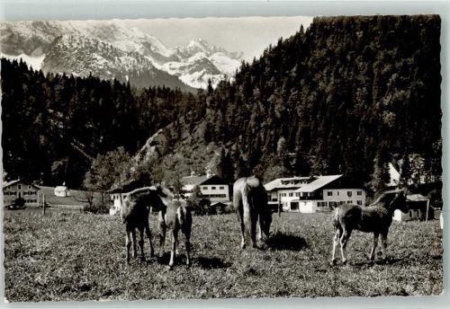 Klais Gästehaus Alpengut Ellmau Haftingergestüt Fohlen