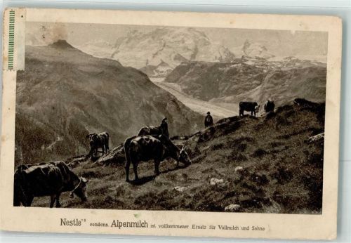 1909 Nestle Kondensmilch Kühe
