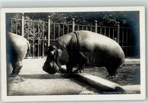 Hippopotamus amphibius AL Z10