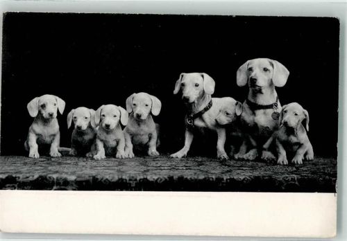 Kurzhaardackel Serie 403 No 1 Weisser Dackel