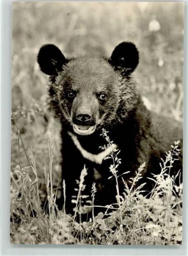 Kragenbär