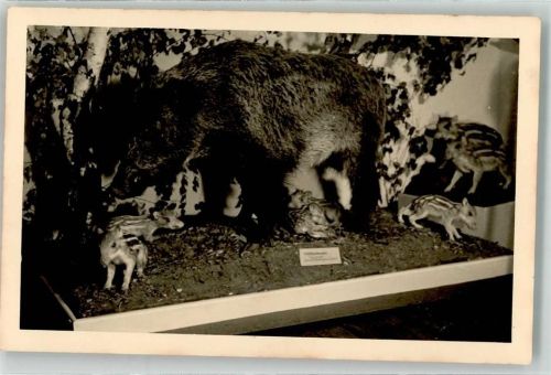 Stralsund Natur-Museum Wildschwein