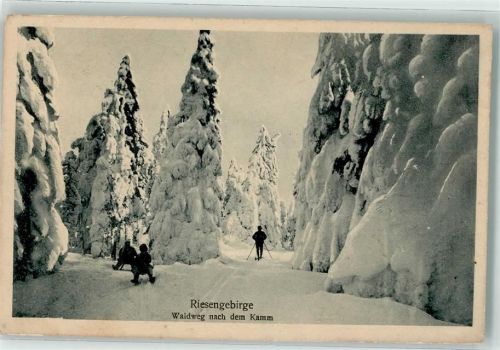Riesengebirge Waldweg nach dem Kamm