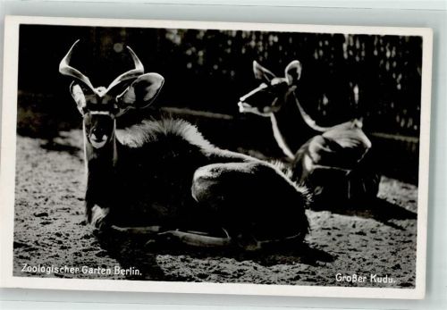 Tiergarten Großer Kudu
