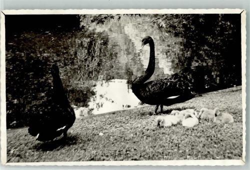 Schwarzer Schwan und Jungtiere