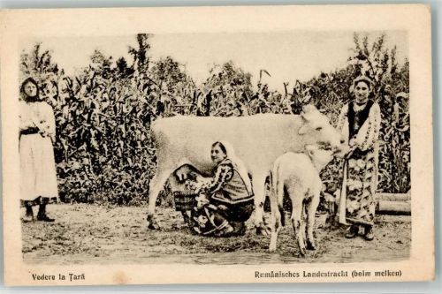 Rumänische Landestracht Kuh Kälbchen