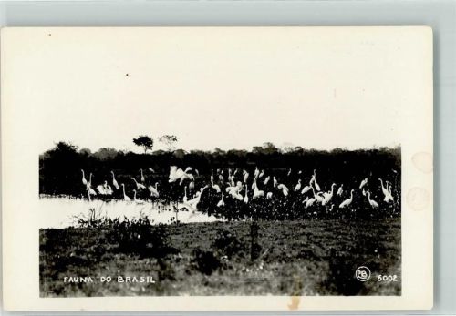 Parana Flamingos