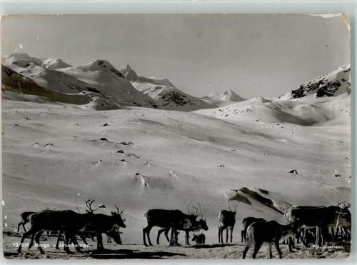 Rentiere Jotunheimen Winter