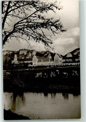 Beuron Erzabtei Kühe