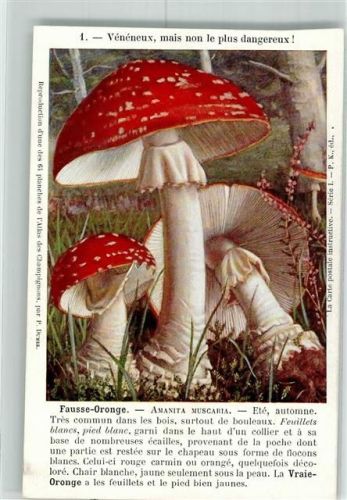 Fliegenpilz Amanita Muscaria giftig