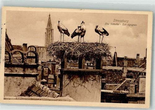 Strasbourg 1911 Storchennest Münster
