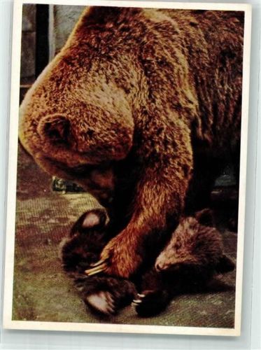 Stuttgart Braunbärin mit Jungen Zoo