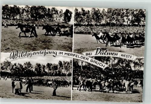 Dülmen Wildpferdefang im Merfelder Bruch