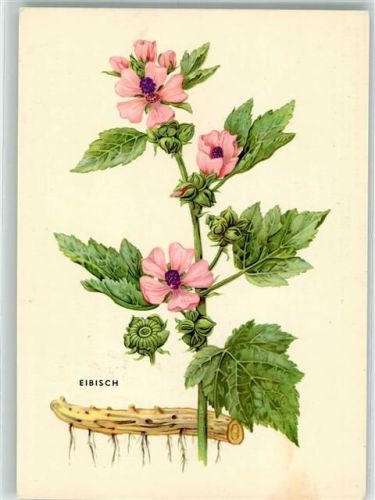 Wien Eibisch Heilkräuterserie der Apotheken Österreichs Nr. 3 Ort lt. Stempel
