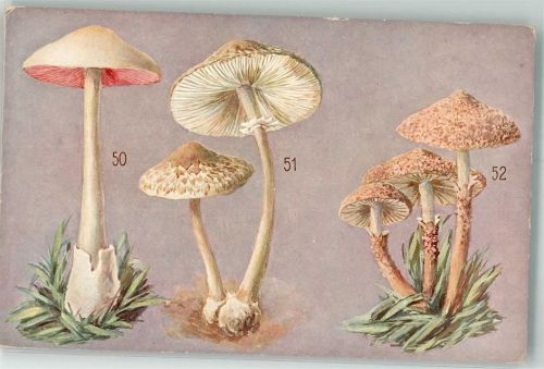 Essbare und Giftige Pilze a. d. Werke Prof. Dr. J. Machu Nr. XII