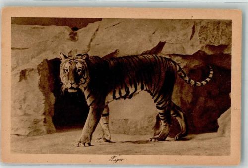 Tiergarten Tiger