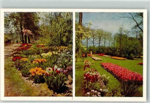 Lisse Keukenhof Blumen Tulpen