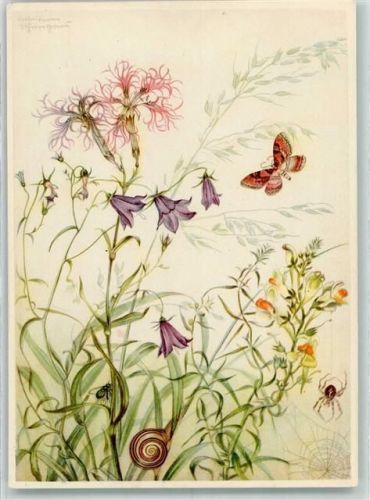 Verlag Ackermann Reihe 1000 Marianne Schneegans Wiesenblumen Spinne Schnecke Biene Schmetterling
