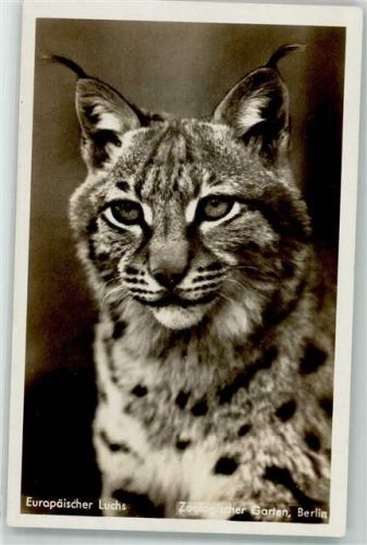 Berlin Mitte Europäischer Luchs Zoo C/2256