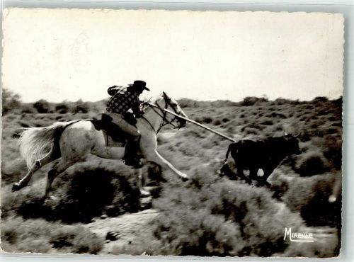 Camargue-Pferd Cowboy Rind