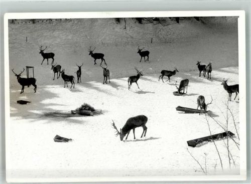 Wingeshausen Foto Original aus Archiv eines Ansichtskartenverlags Winter Wildfütterung Ort handschriftlich