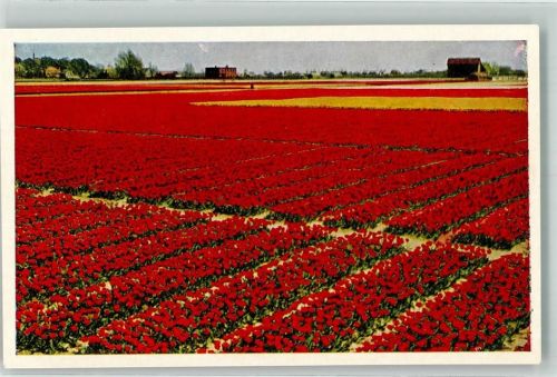 Lisse Keukenhof Blumen