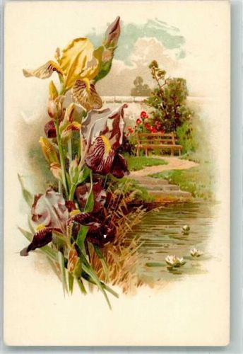 Iris Seerosen