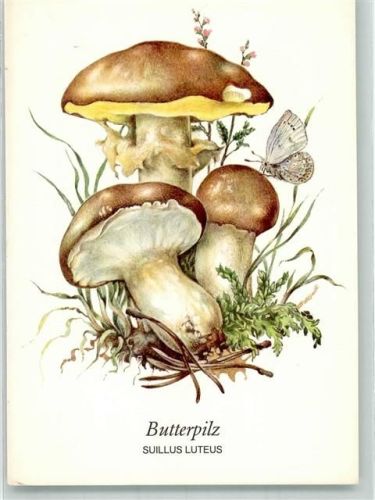 Butterpuilz + Insekten Zeichnung von Gerhard Schmidt Planet Verlag