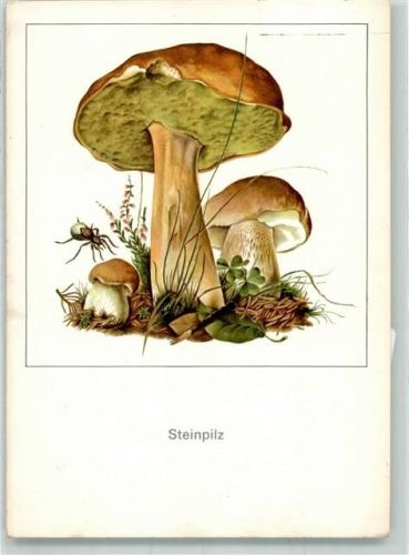 Steinpilz + Insekten Zeichnung von Gerhard Schmidt Planet Verlag