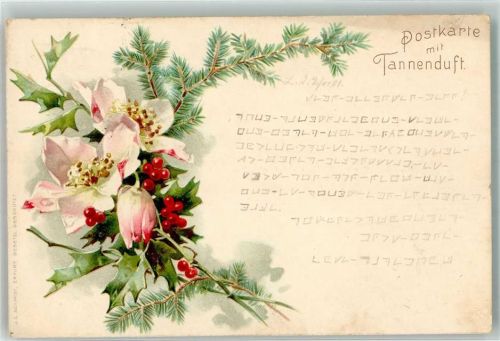 1901 Ilex Tanne