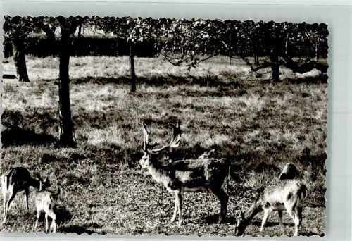 Reken Damwild Groß-Reken