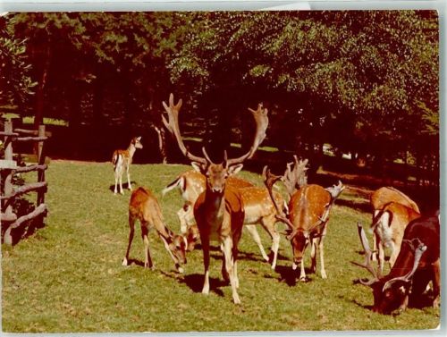 Engelskirchen Wildpark Ort handschrfitlich Foto Original aus Archiv eines Ansichtskartenverlags